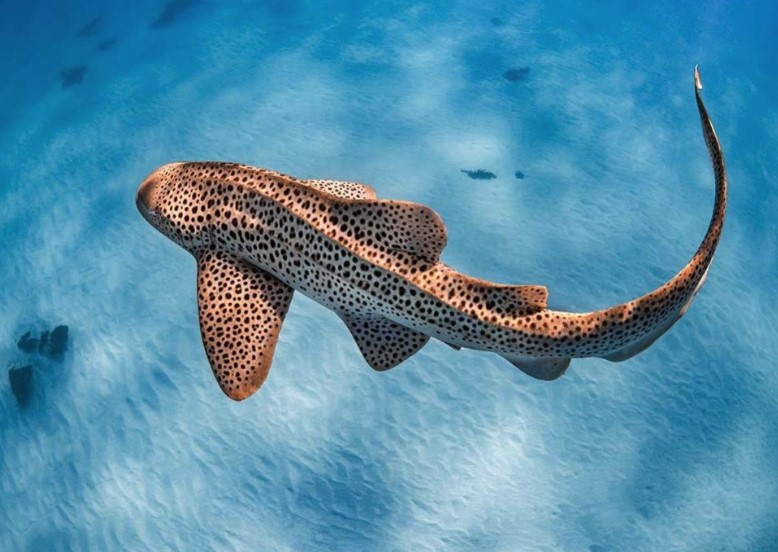 Leopard Shark in Maldives