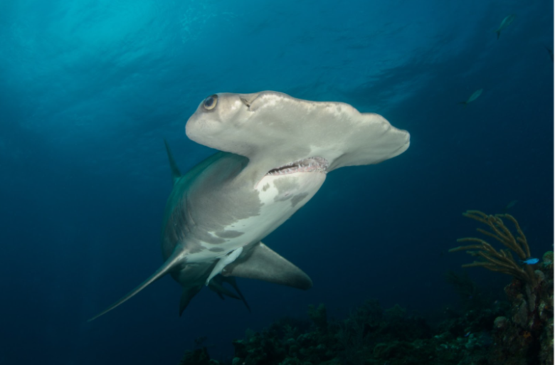 Scalloped Hammerhead Shark in Maldives