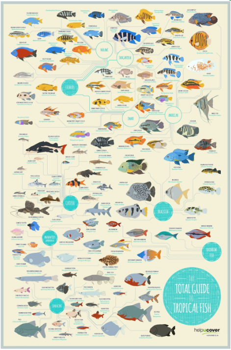 An Infographic on Tropical Fish.