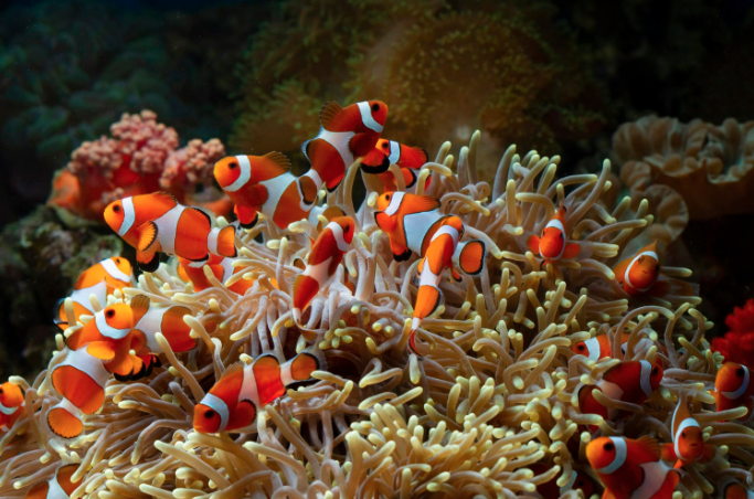 Clownfish with the Sea Anemones