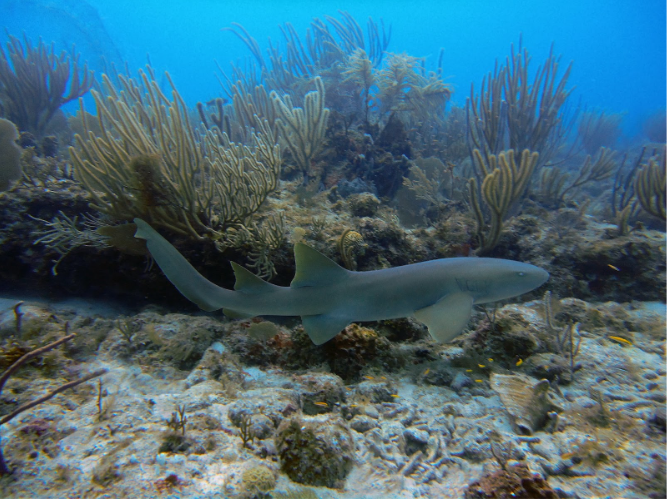 A Nurse Shark surveying its hunting grounds.
