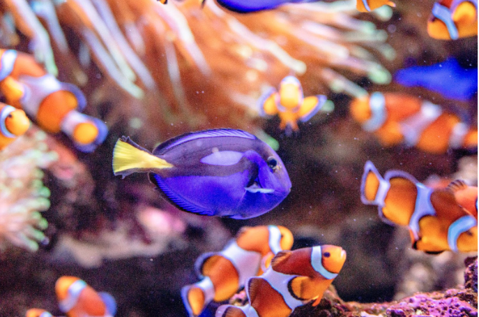 Surgeonfish hanging out with Clownfish.
