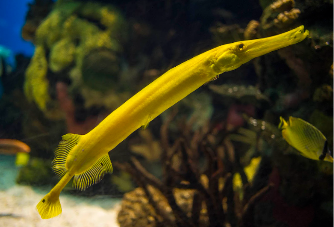 A closeup of the Trumpetfish.