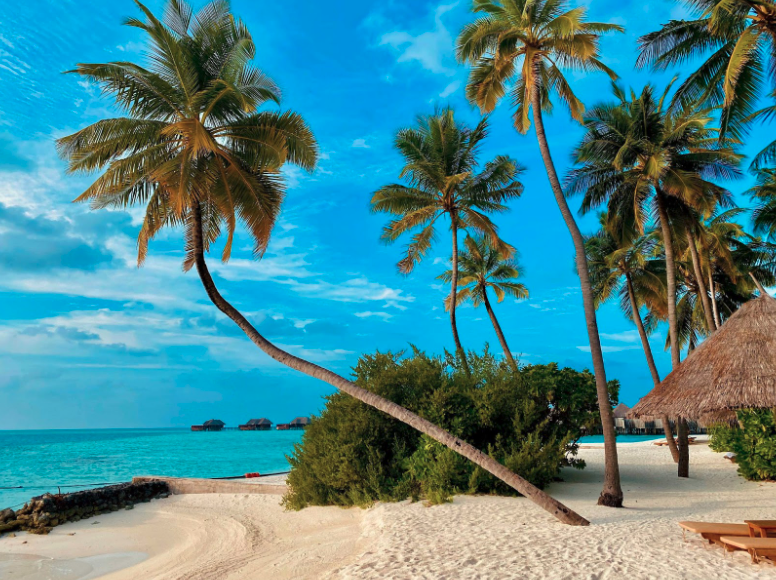 Coconut trees and blue skies at Maldives.
