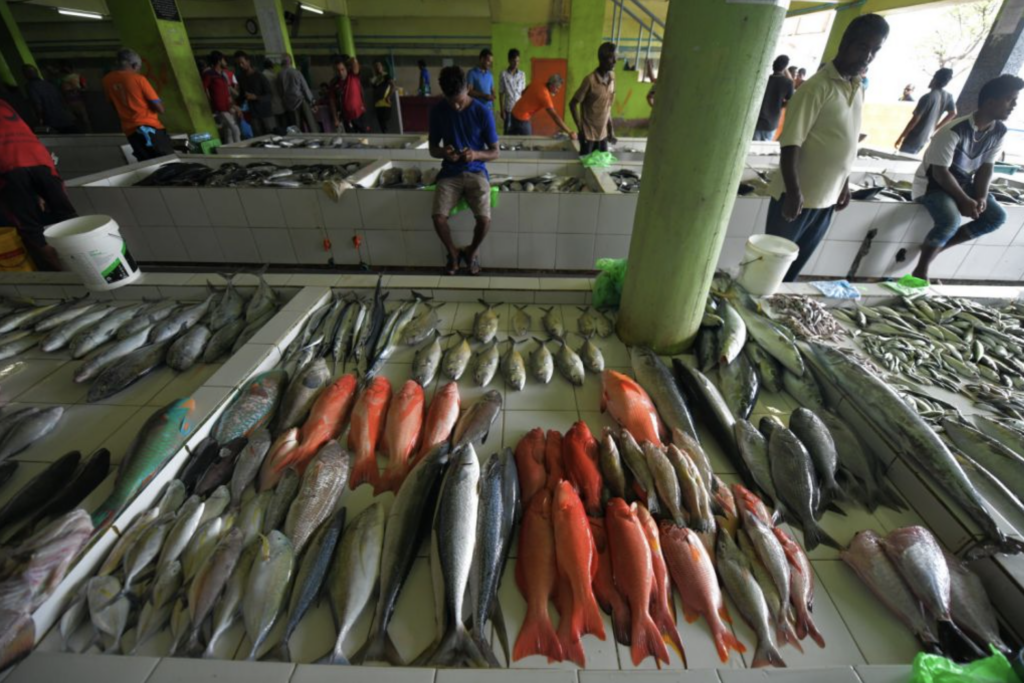 Male Fish Market, Maldives