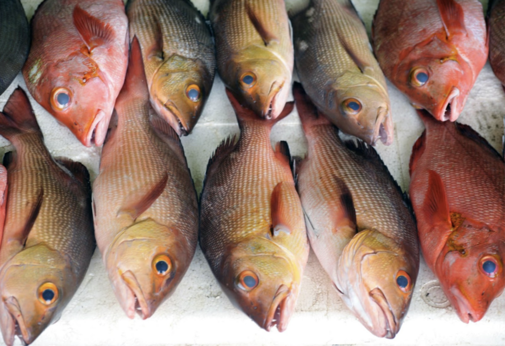 Male’ Fish Market