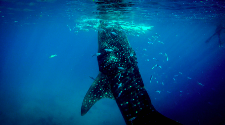 Whale Shark and Manta Ray Sightings